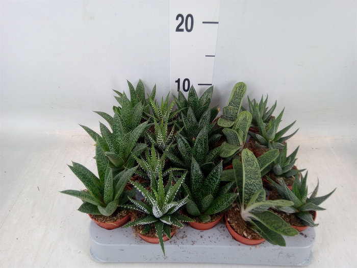 <h4>Aloe   ...mix</h4>