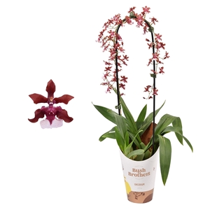 Oncidium 'Cherry Baby' boog 12 cm met blad spikel