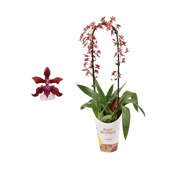 <h4>Oncidium 'Cherry Baby' boog 12 cm met blad spikel</h4>