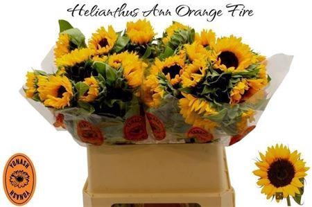 <h4>Helianthus Orange Fire</h4>