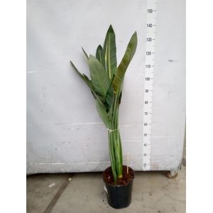 Strelitzia reg.