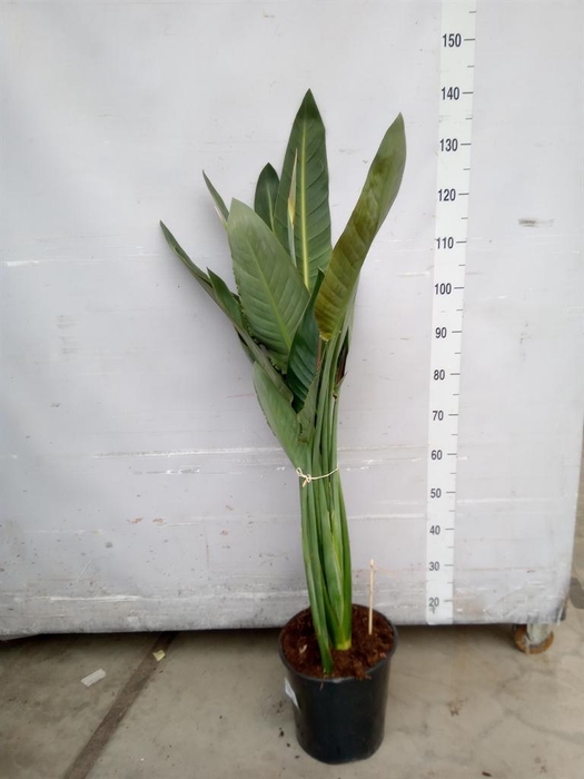 <h4>Strelitzia reg.</h4>