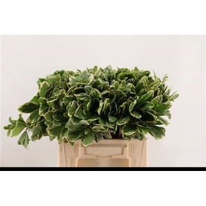 PITTOSPORUM ILAN