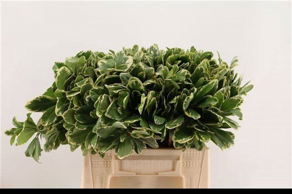 PITTOSPORUM ILAN