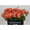 Dahlia Hillcrest Suffusion