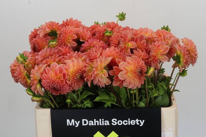 Dahlia Hillcrest Suffusion