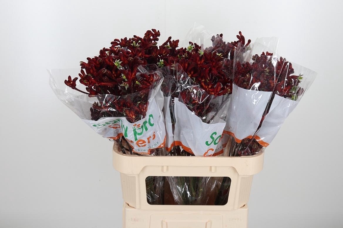 <h4>Anigoz Early Spring</h4>