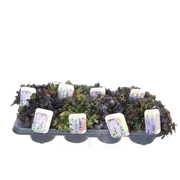 <h4>Ajuga reptans mix tray</h4>