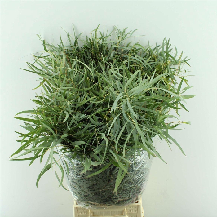 <h4>EUCALYPTUS 'NICHOLII'</h4>