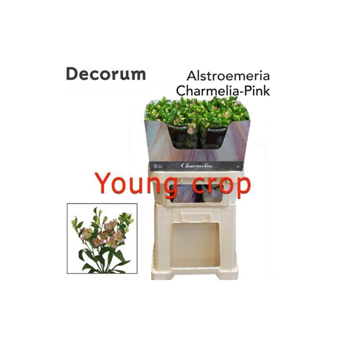 <h4>Alstr Fl Charmelia Pink</h4>