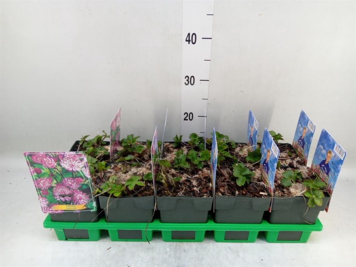 <h4>Astrantia major</h4>