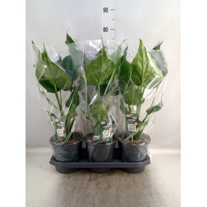 Alocasia cucullata