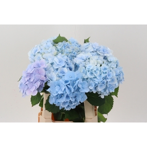 Hydr M Verena Blue GROWER DIRECT