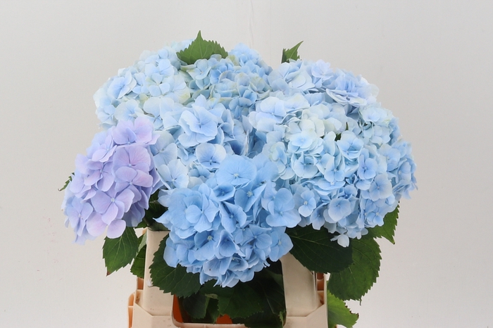 <h4>Hydr M Verena Blue GROWER DIRECT</h4>