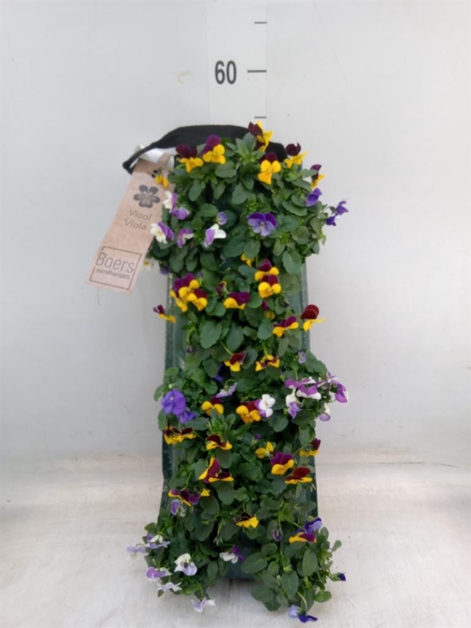 <h4>Viola corn. 'Evo Mini' ...mix</h4>