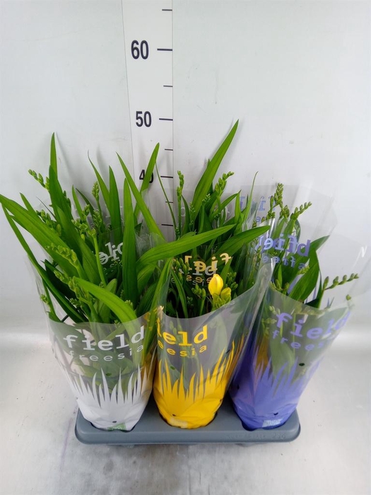 <h4>Freesia   ...</h4>