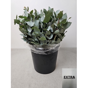EUC CINEREA PB