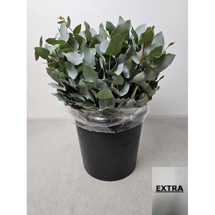 <h4>EUC CINEREA PB</h4>