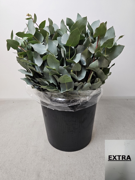 EUC CINEREA PB