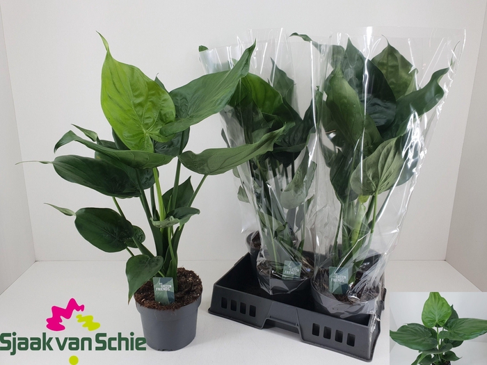 <h4>ALOC CUCULLATA</h4>