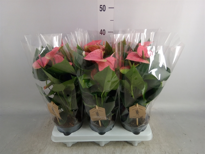 <h4>Anthurium andr. 'Sweet Dream'</h4>