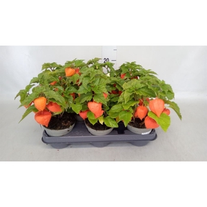 Physalis alkekengi