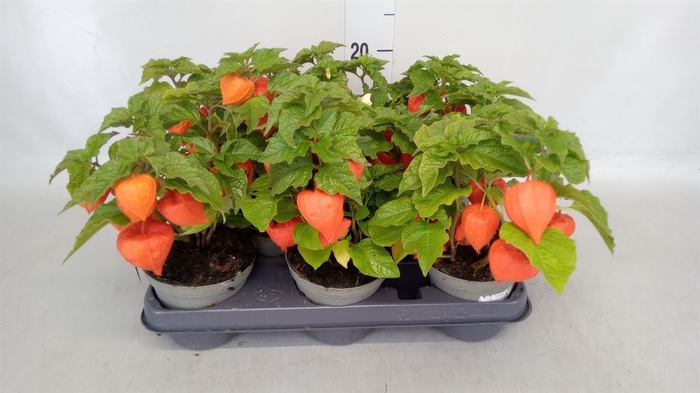<h4>Physalis alkekengi</h4>