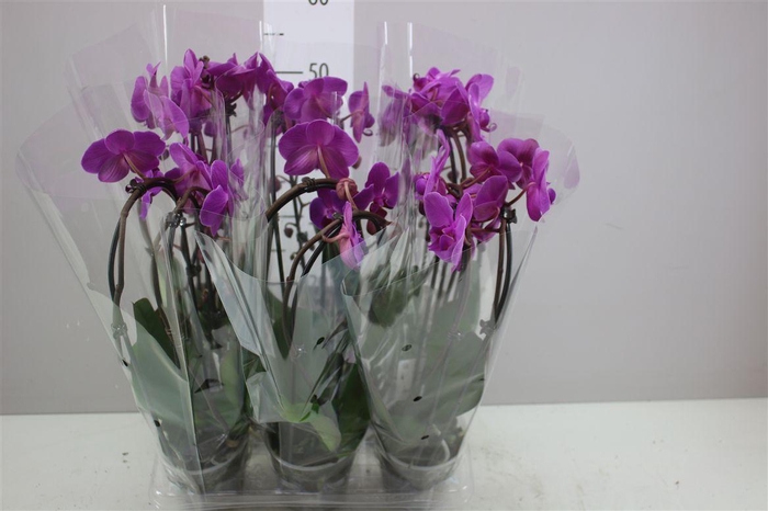 <h4>Phal Cascade Paars 2 Tak</h4>