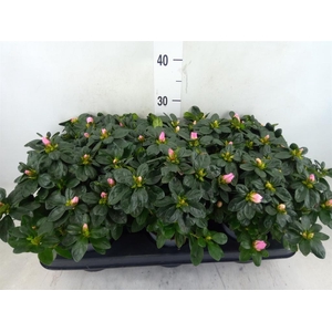 Rhododendron sim.   ...