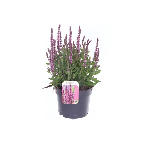 <h4>Salvia nemorosa Sensation Rose</h4>