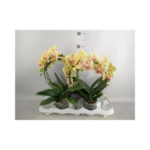 Phalaenopsis   ...