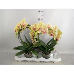 <h4>Phalaenopsis   ...</h4>