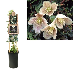 Clematis cirrhosa balearica +3.0 label