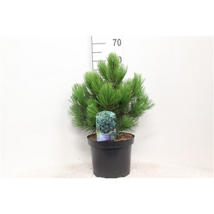 Pinus heldreichii 'Compact Gem' P26 potgekweekt