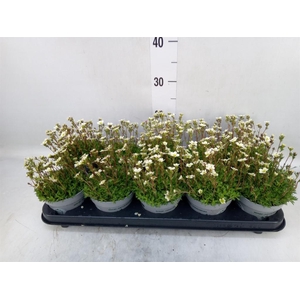 Saxifraga arend. 'Touran White'