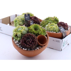 ARR SEMPERVIVUM