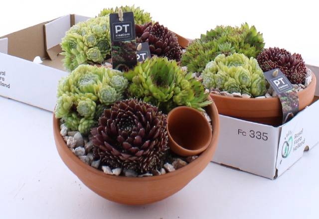 <h4>ARR SEMPERVIVUM</h4>