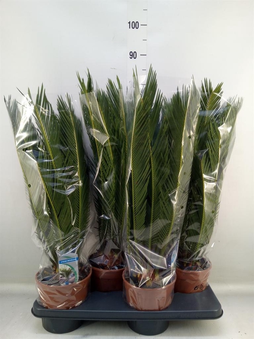 <h4>Cycas revoluta</h4>