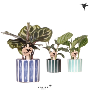 Kolibri Greens Calathea mix in Painted Stripe pot blue mix