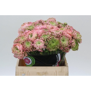 Ranunculus Pon Pon Hermione