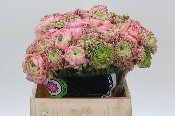 <h4>Ranunculus Pon Pon Hermione</h4>