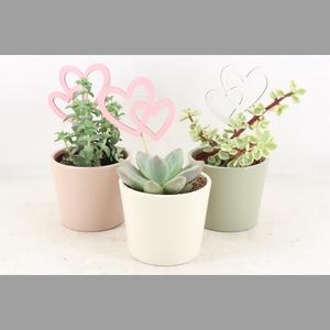 arr2 UB - Pastel potje x9 Succulent