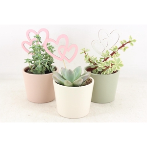 Arr2 Ub - Pastel Potje X9 Succulent