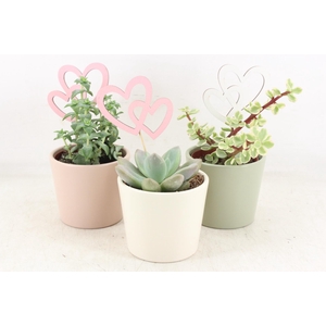 arr2 UB - Pastel potje x9 Succulent
