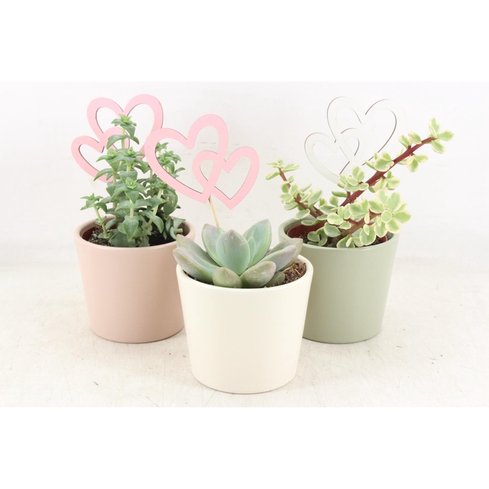 <h4>Arr2 Ub - Pastel Potje X9 Succulent</h4>