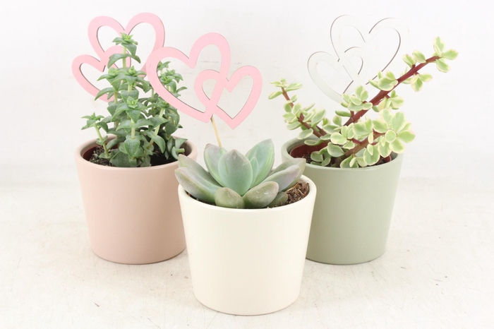 <h4>arr2 UB - Pastel potje x9 Succulent</h4>