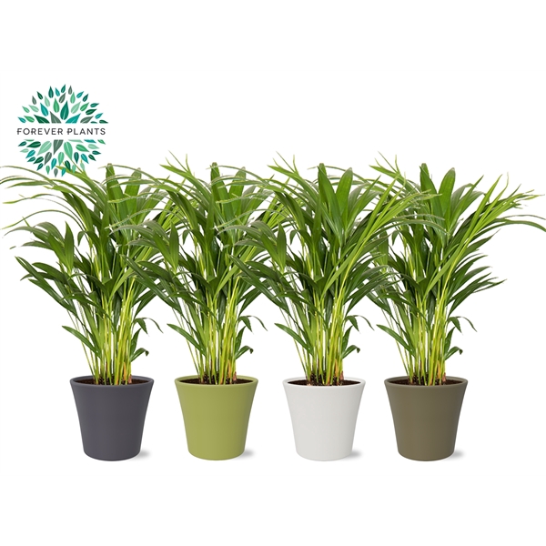 <h4>Areca Dypsis lutescens p14 in COCO Keramiek</h4>