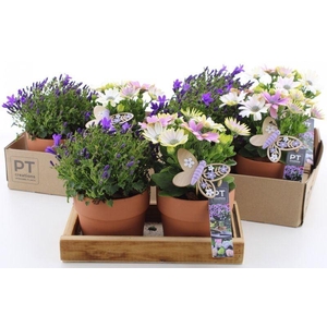 ARR TUINPLANTEN