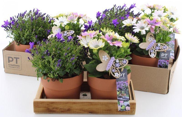 <h4>ARR TUINPLANTEN</h4>