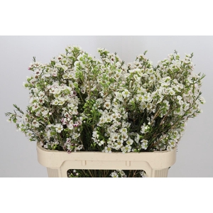 Chamelaucium Janelle